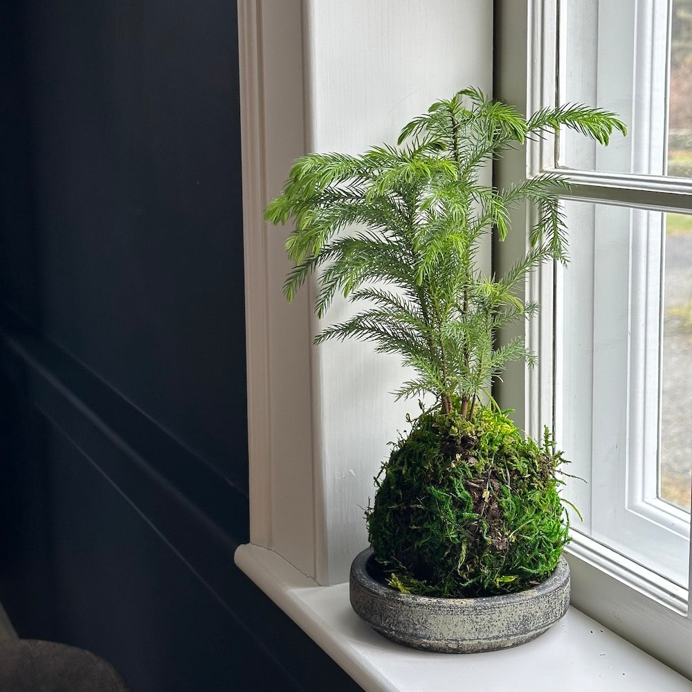Norfolk Pine Kokedama