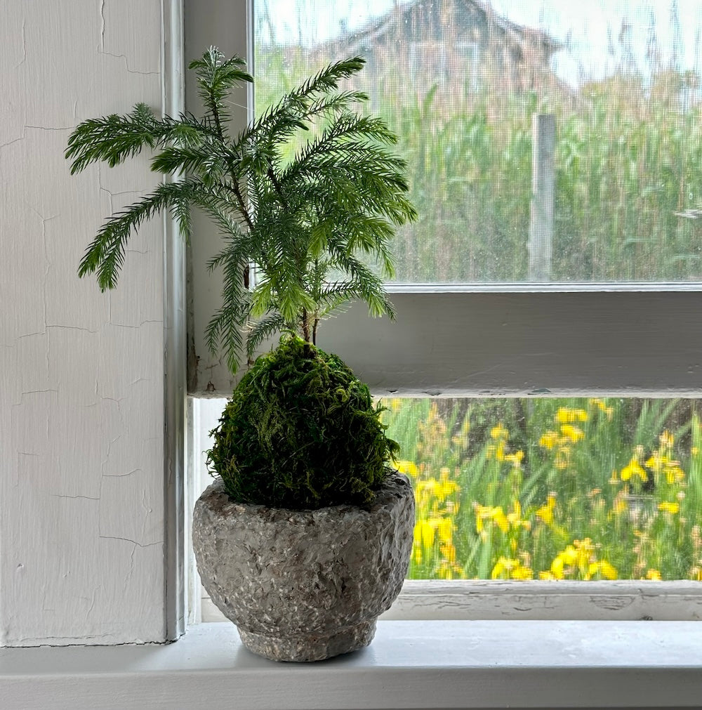 Norfolk Pine Kokedama