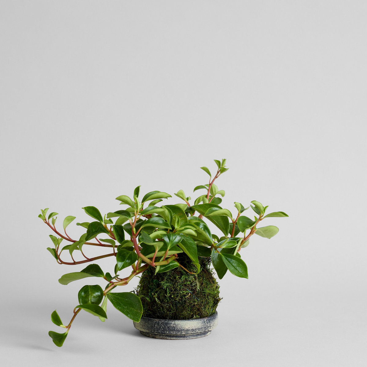 Peperomia 'Glabella' Kokedama