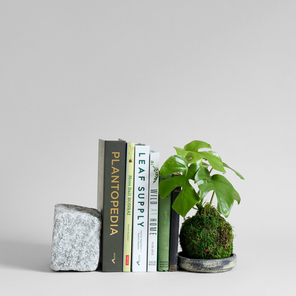 Split Leaf Monstera Kokedama
