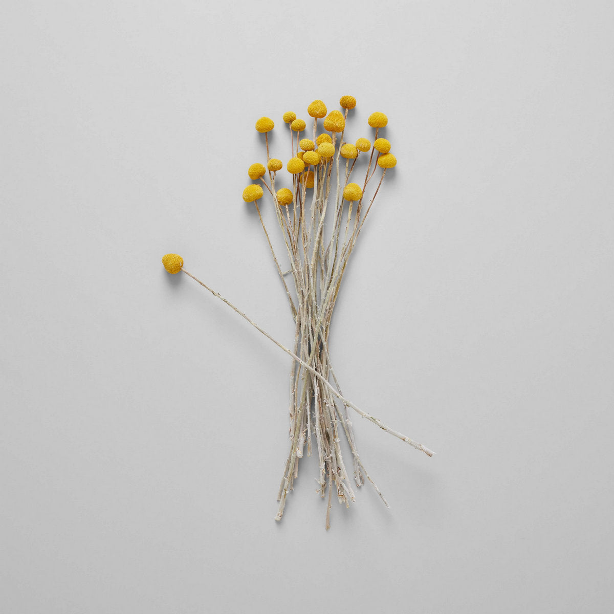 Dried Craspedia