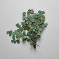 Preserved Silver Dollar Eucalyptus