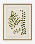 Botanical Pressings III