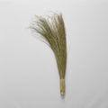 Natural Dune Grass