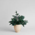 Preserved Juniper With Berries