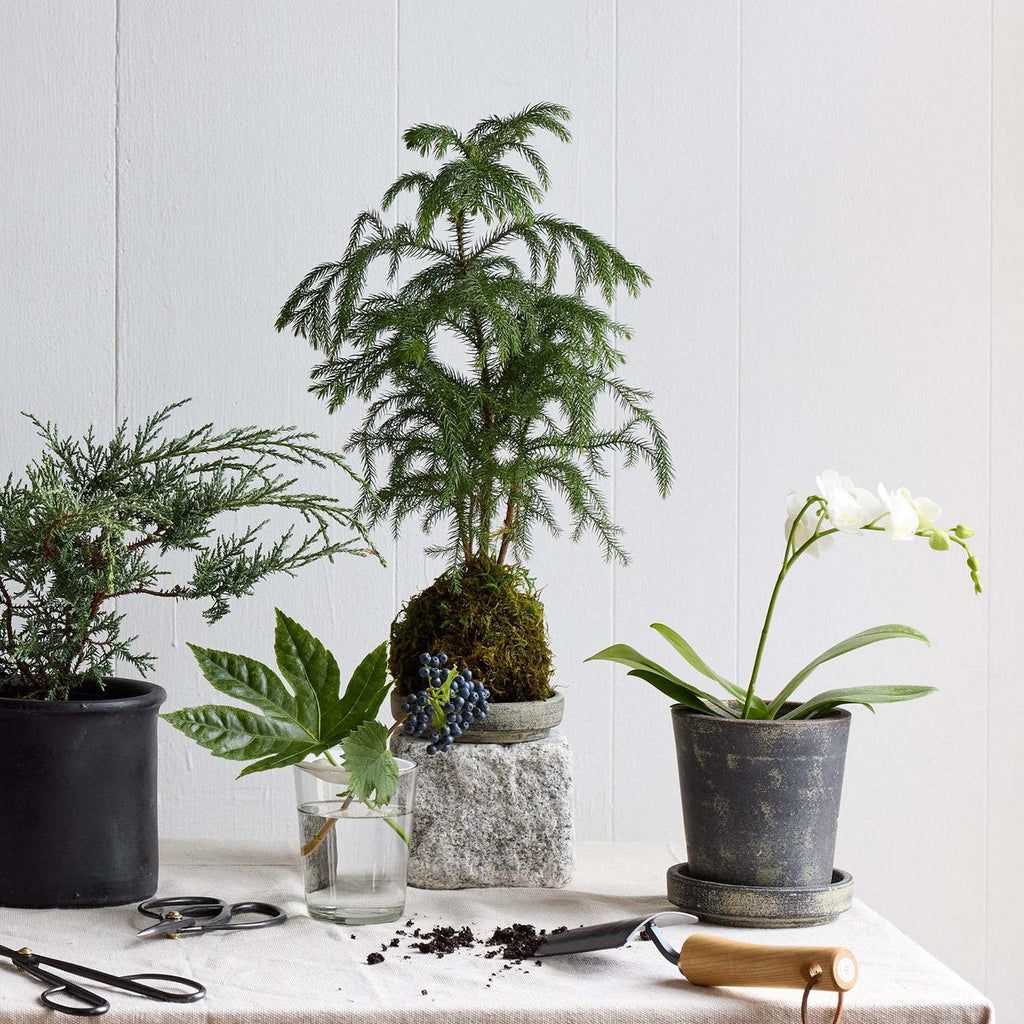 Norfolk Pine Kokedama