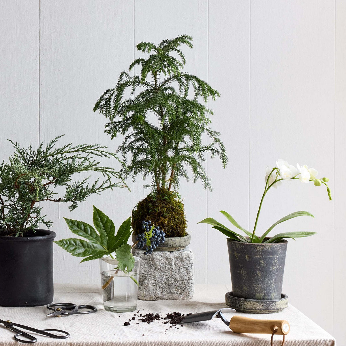 Norfolk Pine Kokedama