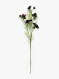 Burgundy Cosmos Stem