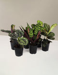 Patterned Calathea Party Pack