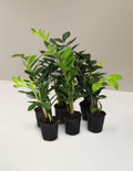 ZZ Plant Party Pack