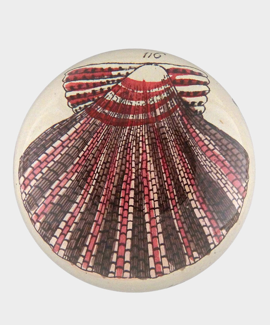 John Derian Scallop 116 Paperweight