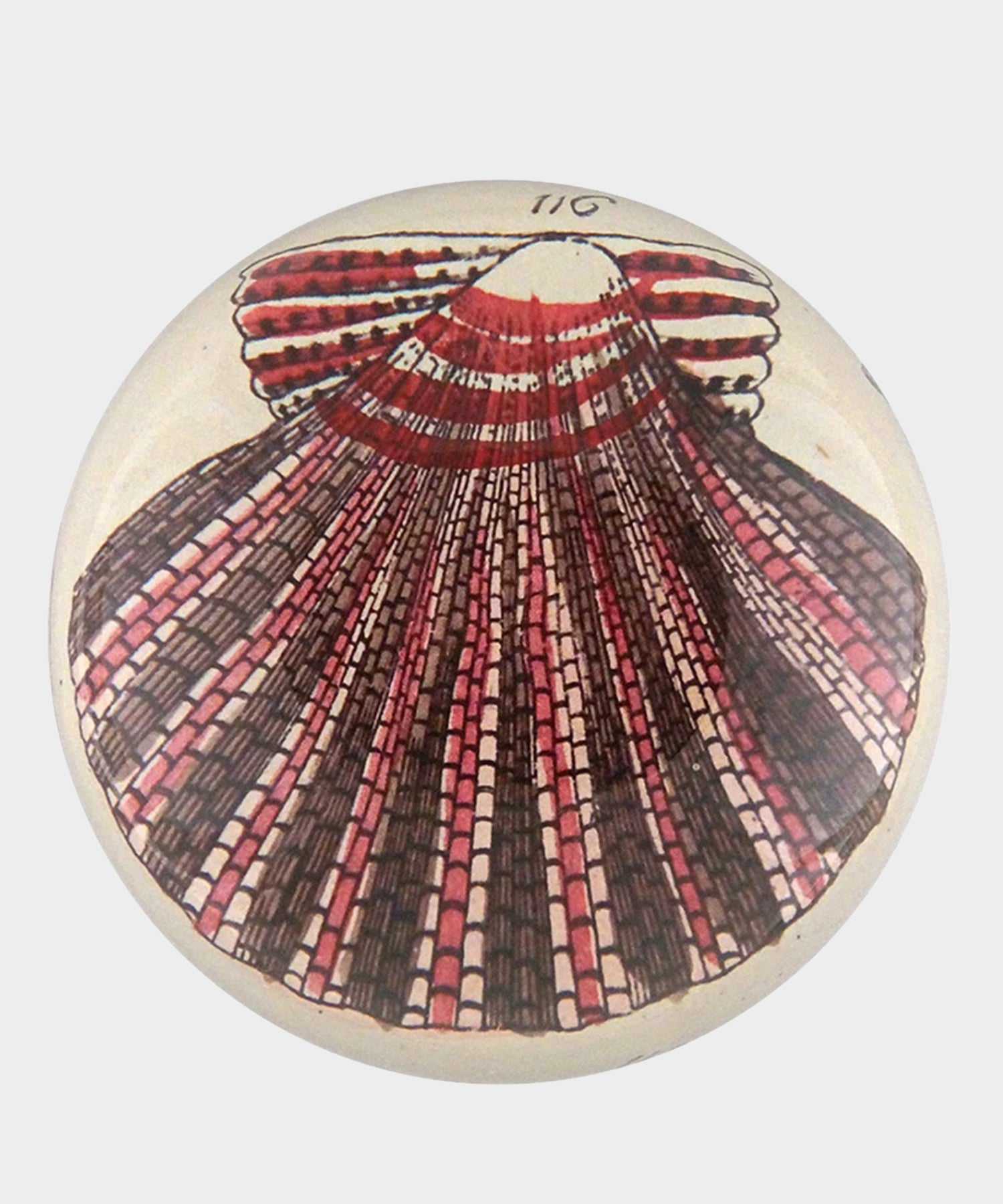 John Derian Scallop 116 Paperweight