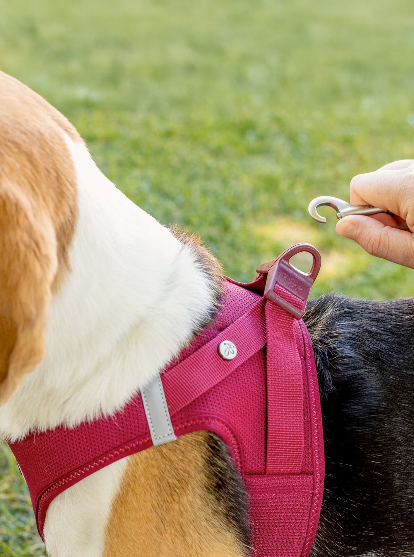 VEST HARNESS CLASP AIR MESH by Curli