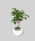 Dwarf Banyan Bonsai Tree