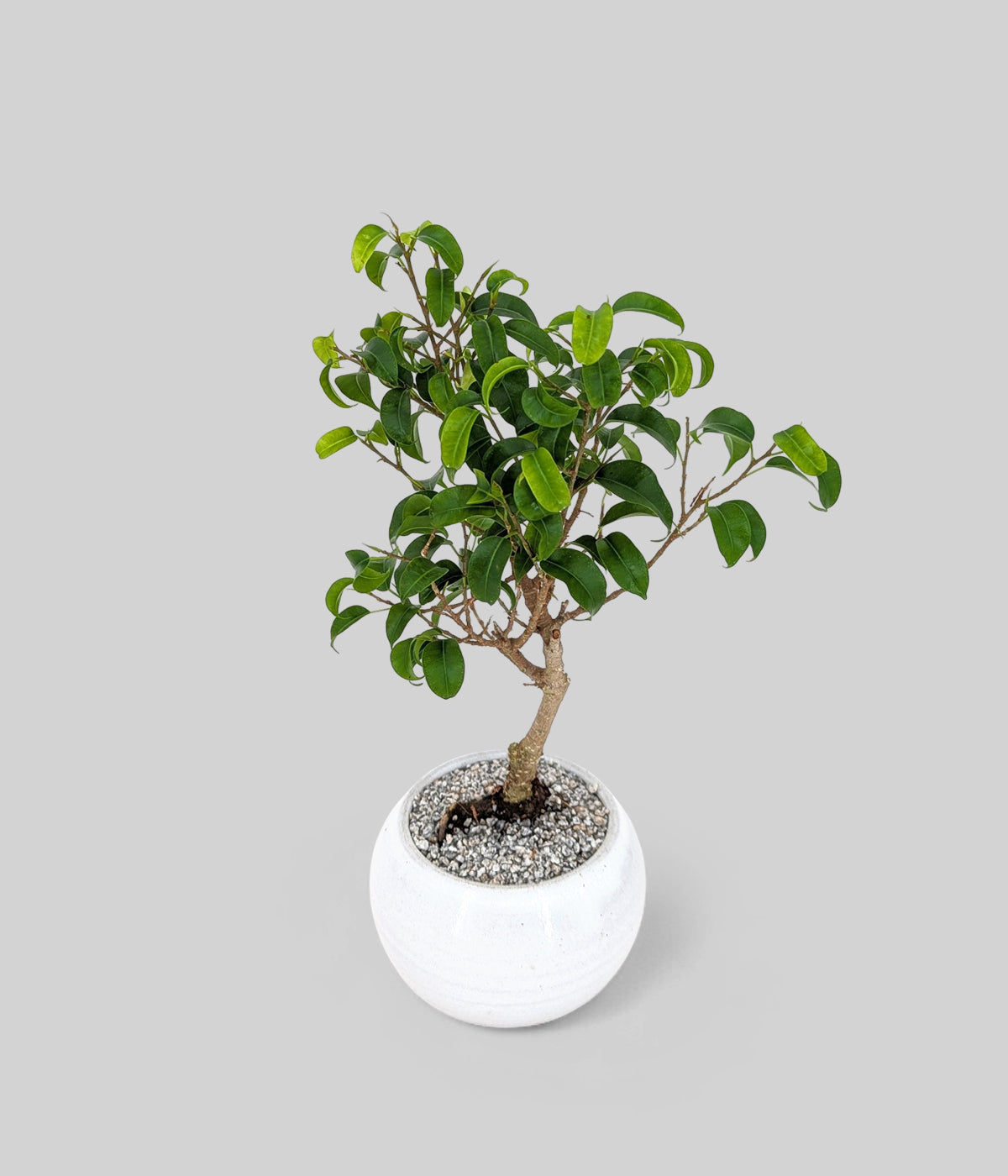 Dwarf Banyan Bonsai Tree