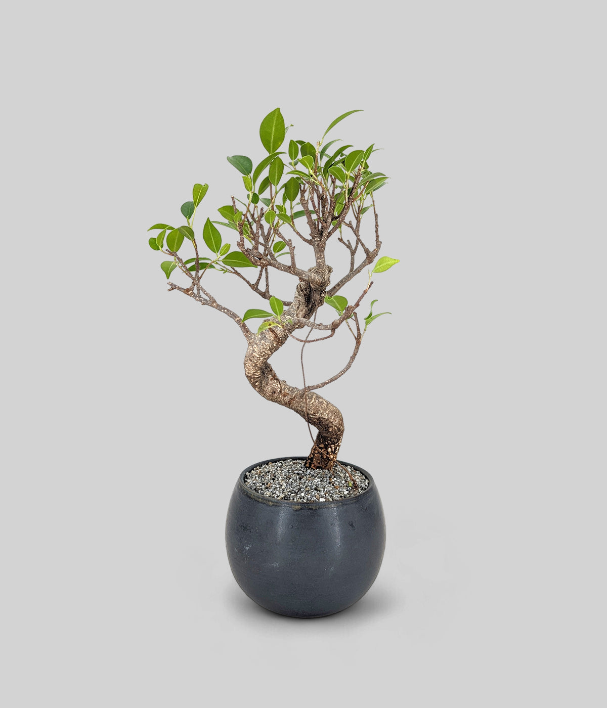 Chinese Banyan Bonsai Tree