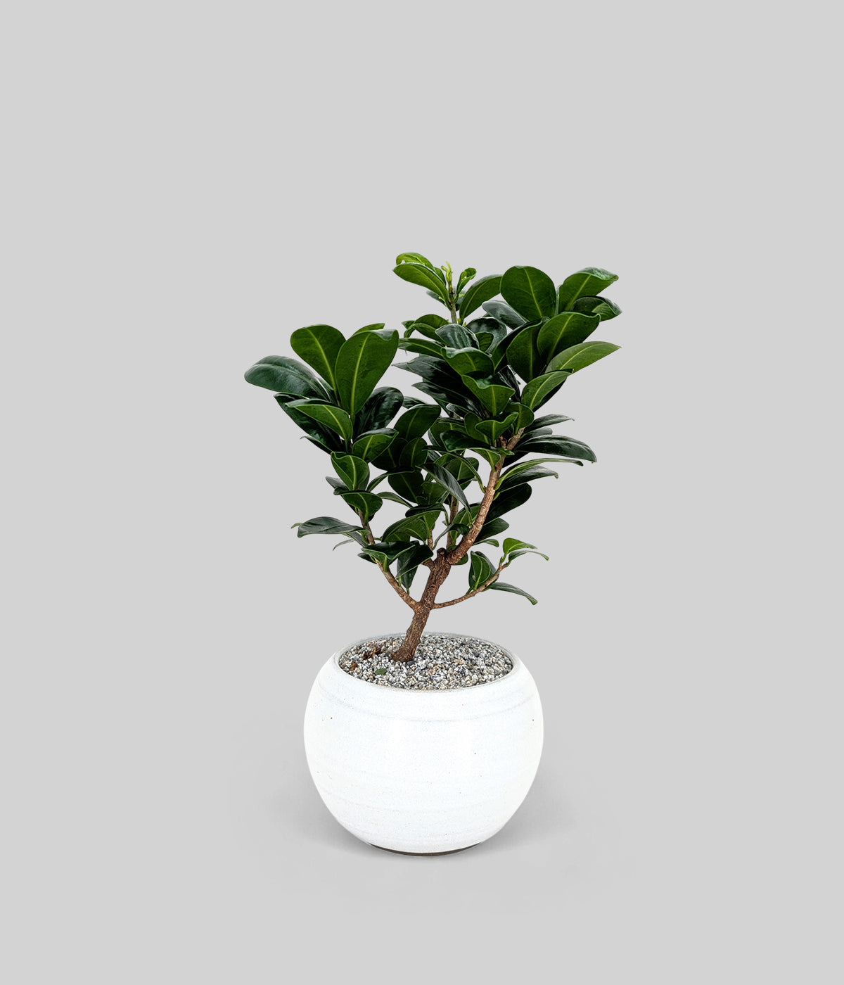 Compact Fig Bonsai Tree