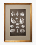 Conchology Study