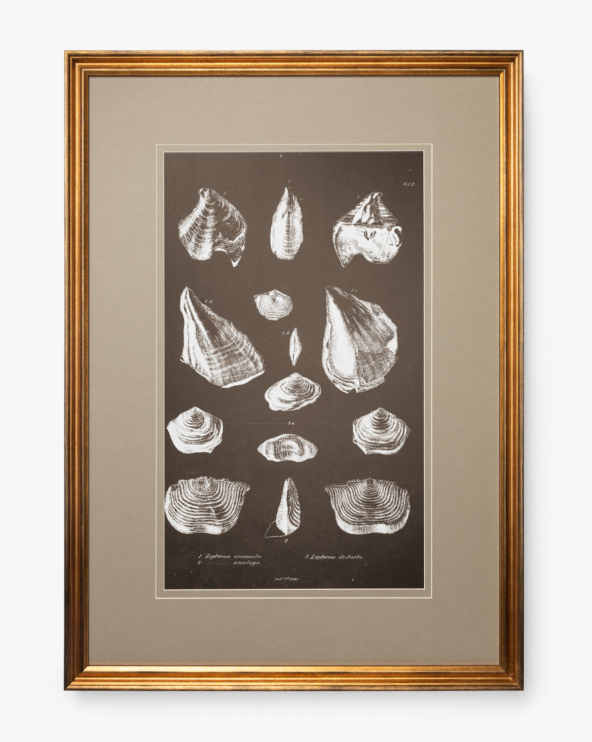 Conchology Study