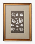 Conchology Study Triptych No. 1