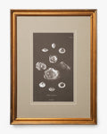 Conchology Study Triptych No. 2