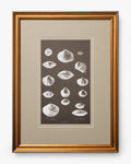Conchology Study Triptych No. 3