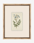 Petite Floral IV