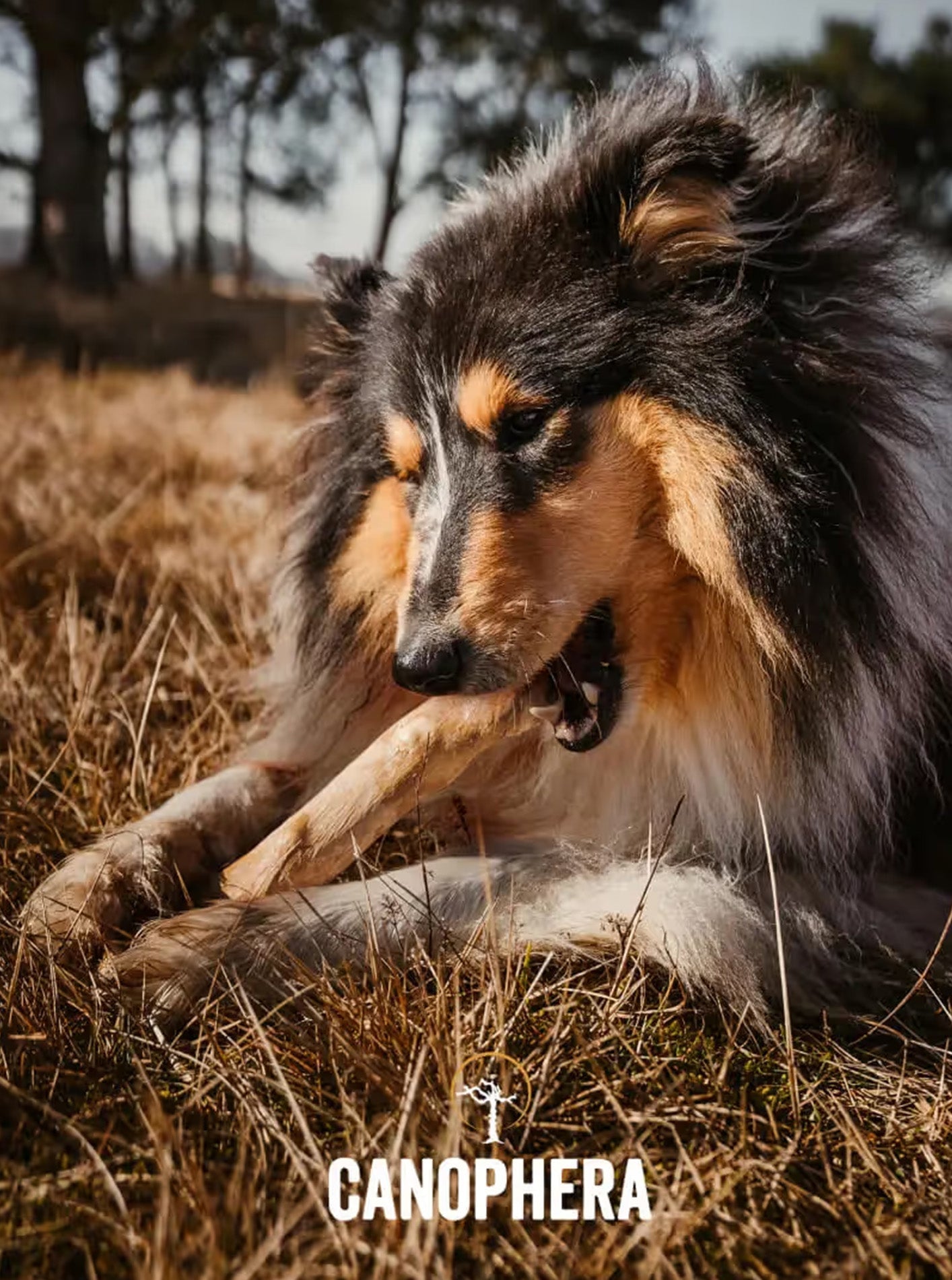COFFEE WOOD CHEW STICKS