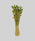 Dried Green Phalaris