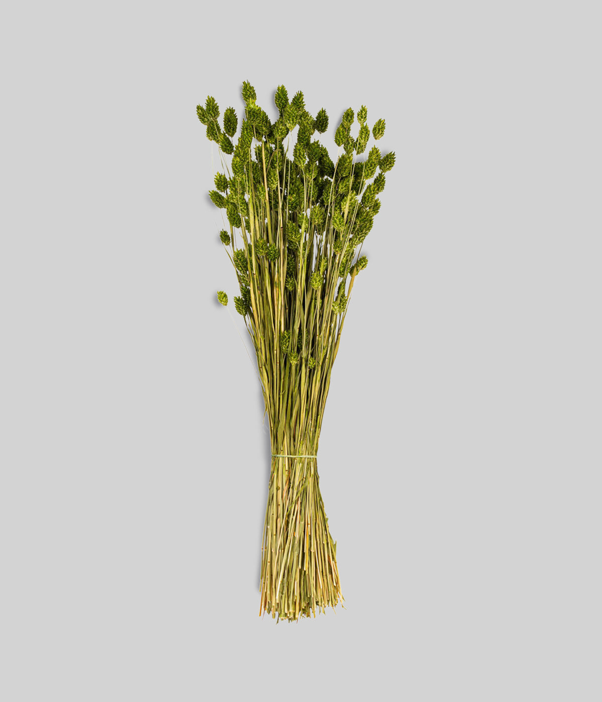 Dried Green Phalaris