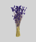 Dried Purple Phalaris