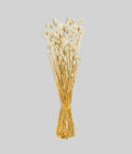 Dried Whitewashed Phalaris