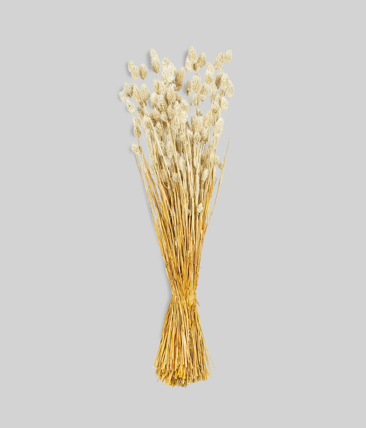 Dried Whitewashed Phalaris