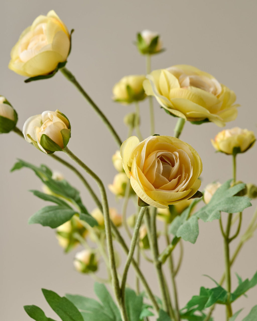 Ranunculus Bloom Bundle