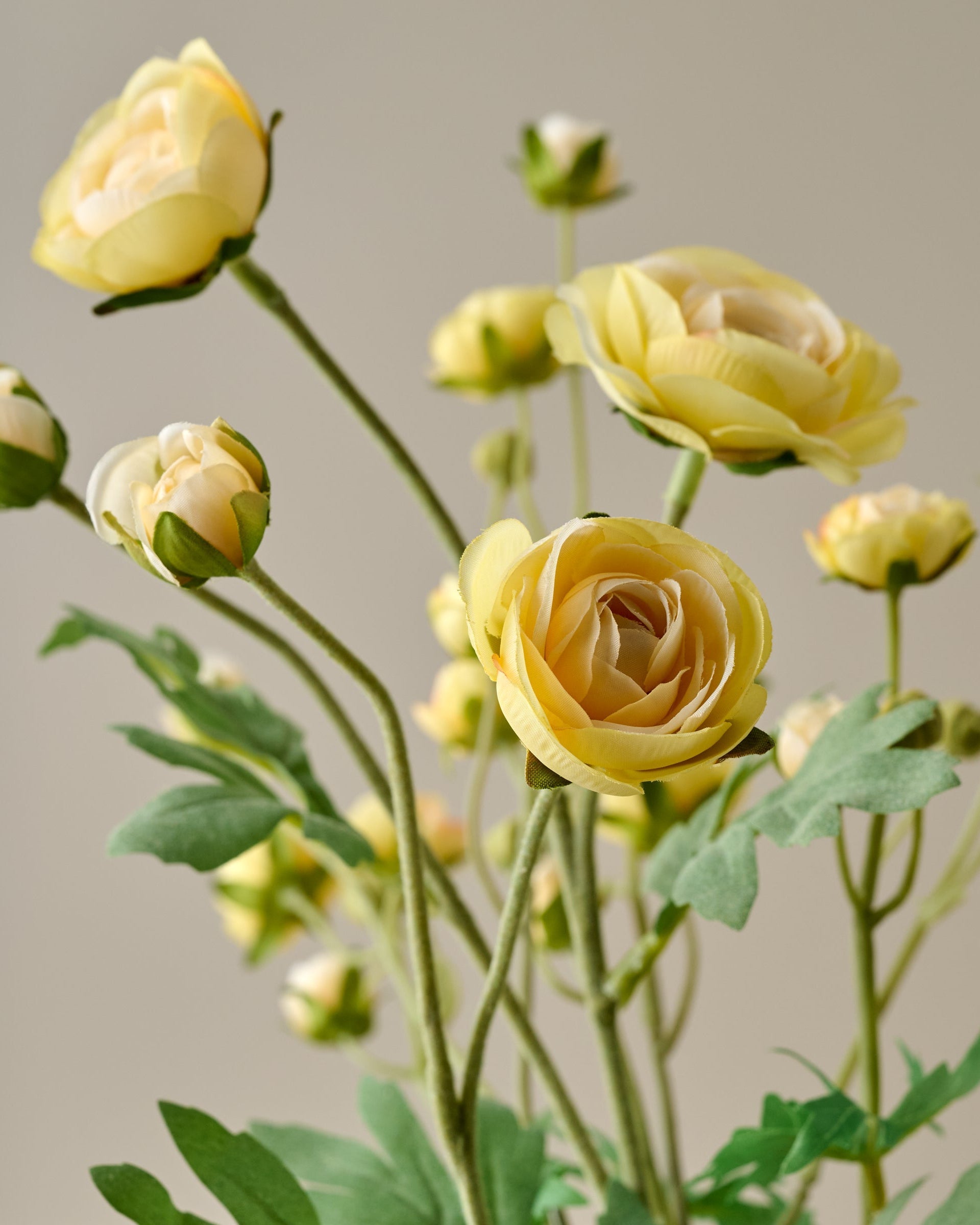 Ranunculus Bloom Bundle