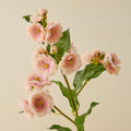 Peach Blossom Stem