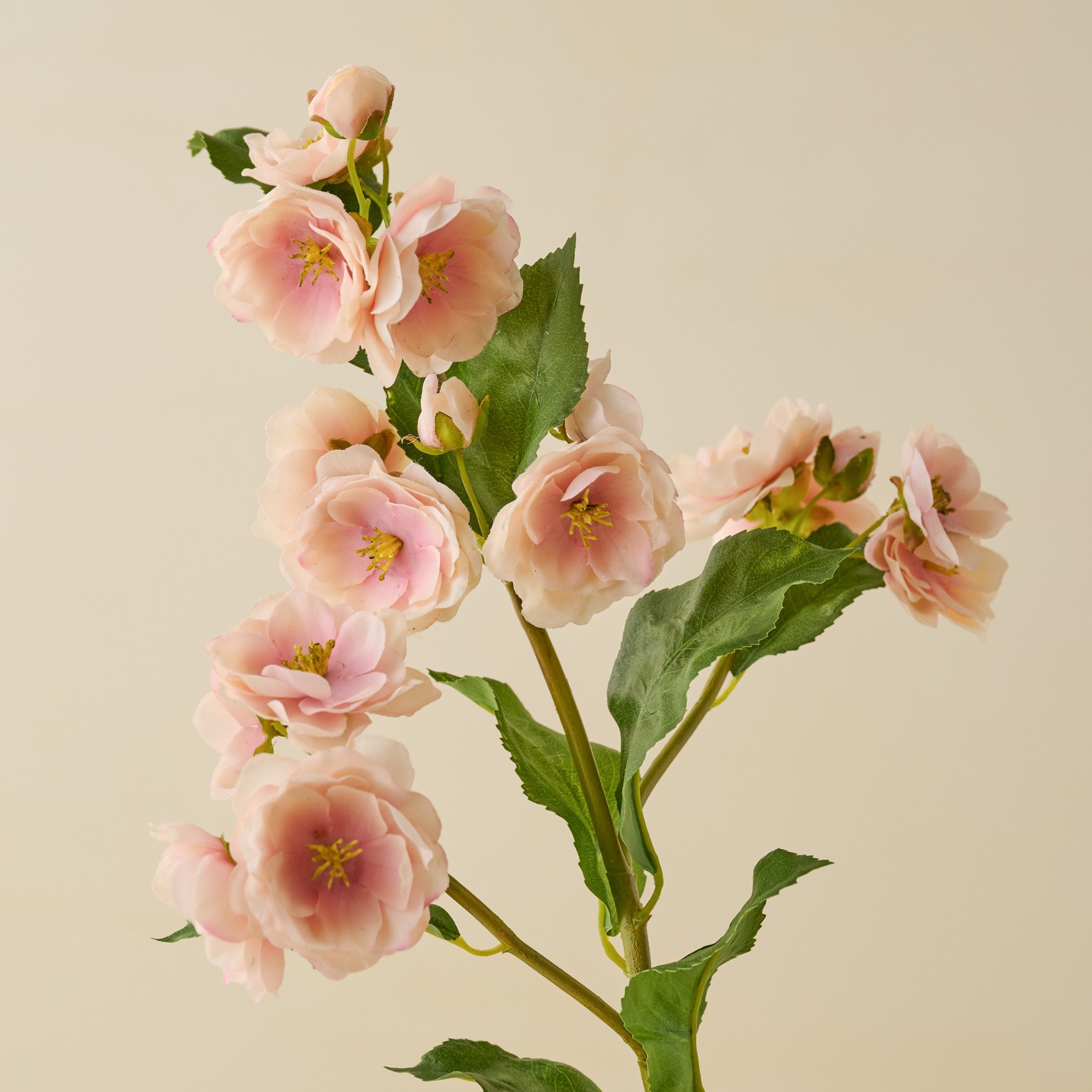 Peach Blossom Stem