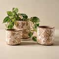Brown and White Distressed Planter