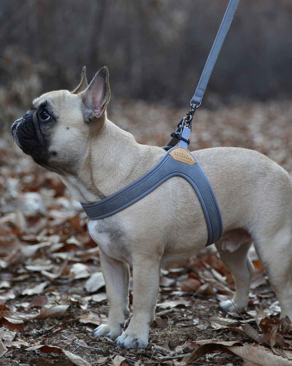 EASY LEASH by Charlie's Backyard