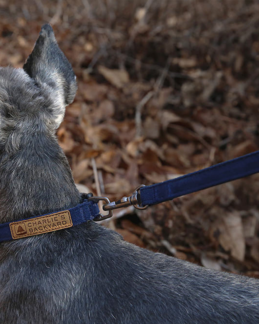 EASY LEASH by Charlie's Backyard