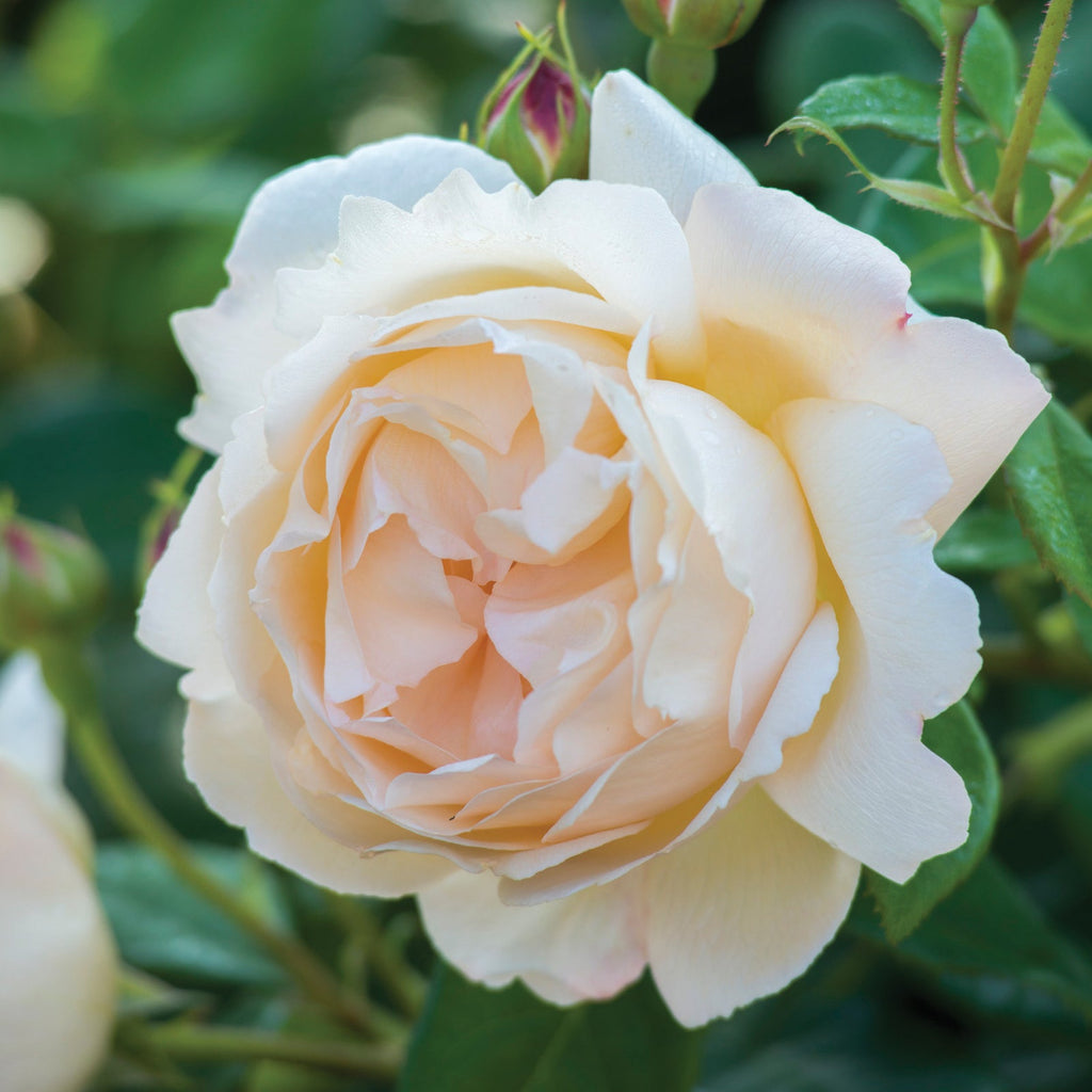 Wollerton Old Hall™ Rose Bush