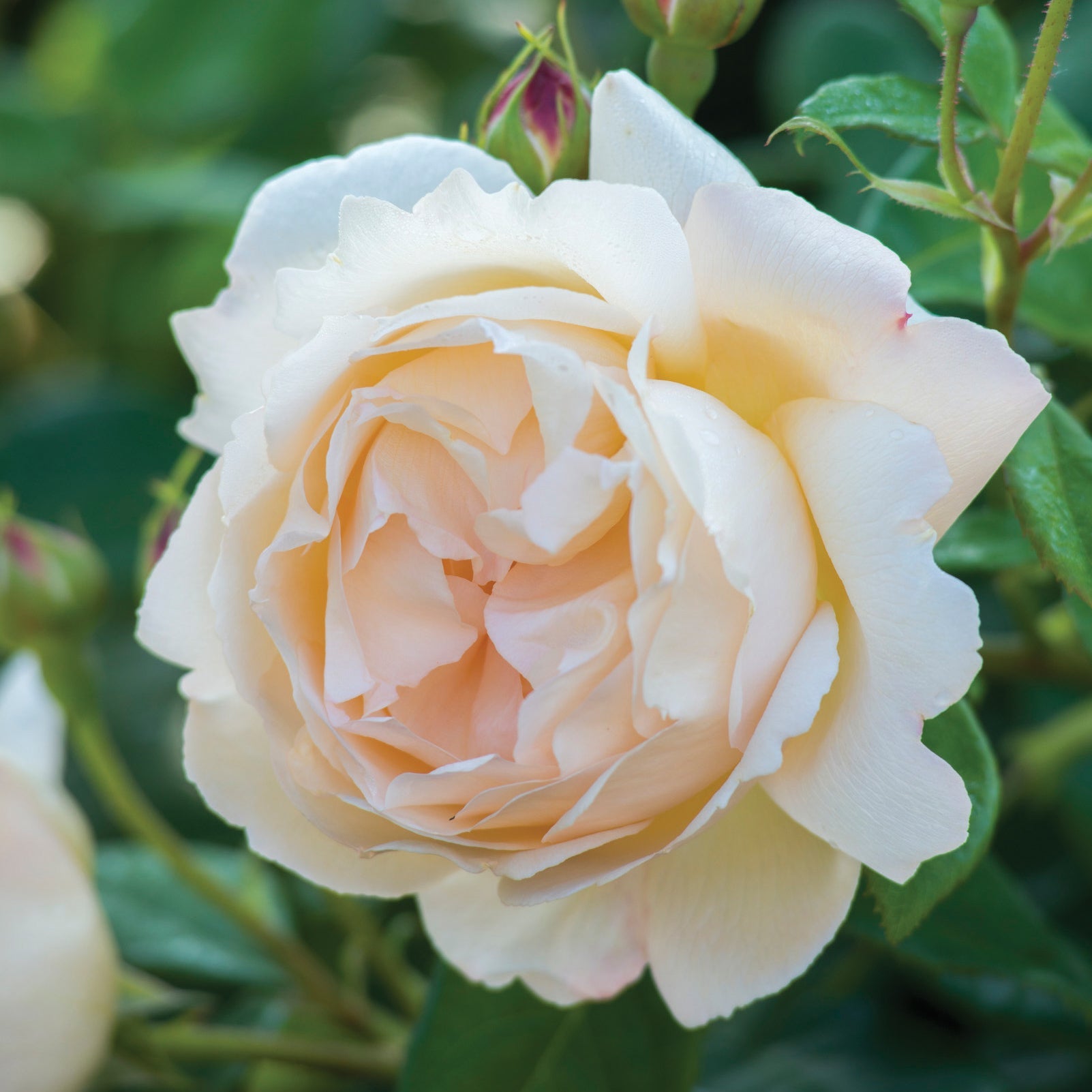 Wollerton Old Hall™ Rose Bush