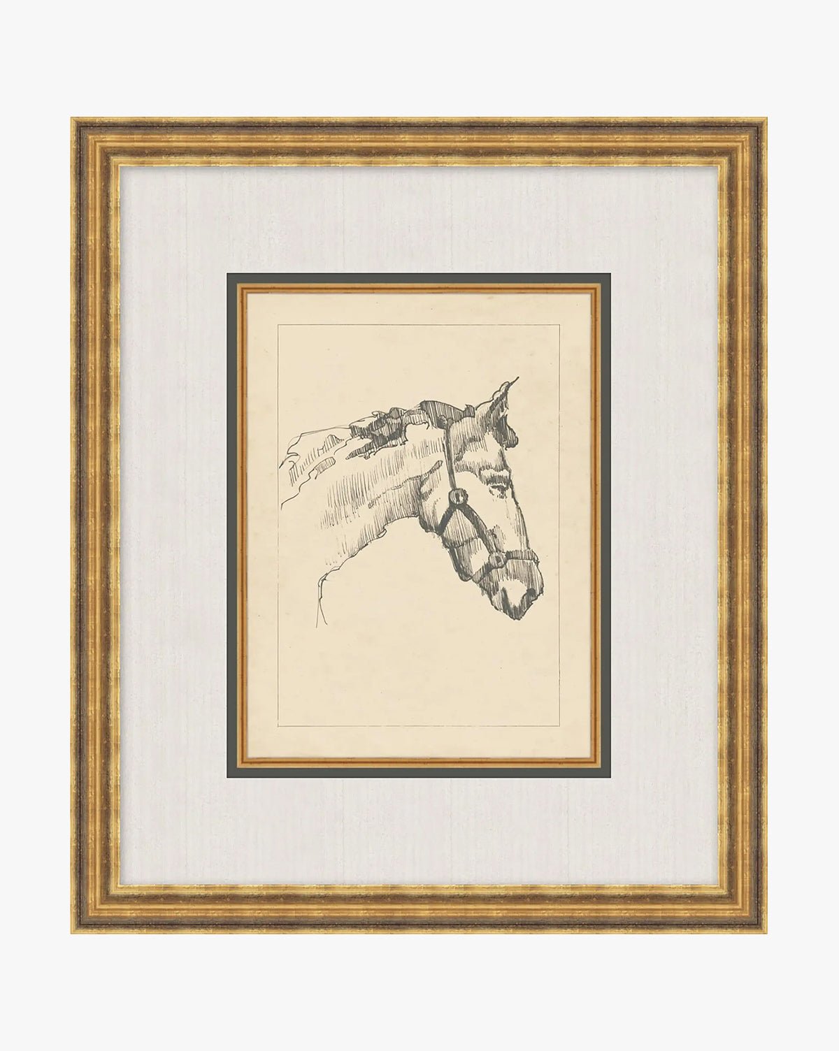 Equine Lines 1