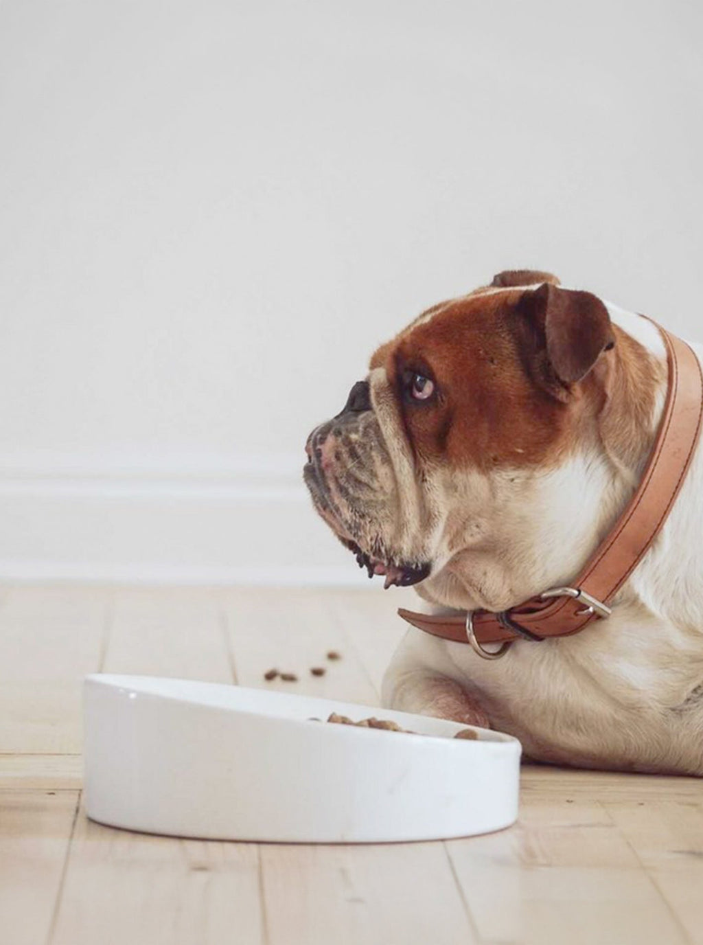 FLAT-FACED CERAMIC DOG BOWL