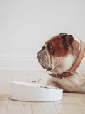 FLAT-FACED CERAMIC DOG BOWL