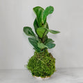 Fiddle Leaf Fig Kokedama