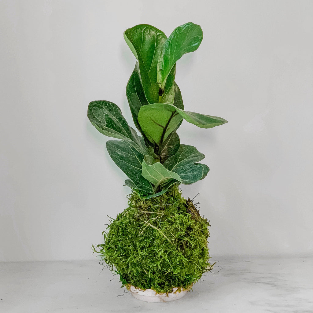 Fiddle Leaf Fig Kokedama