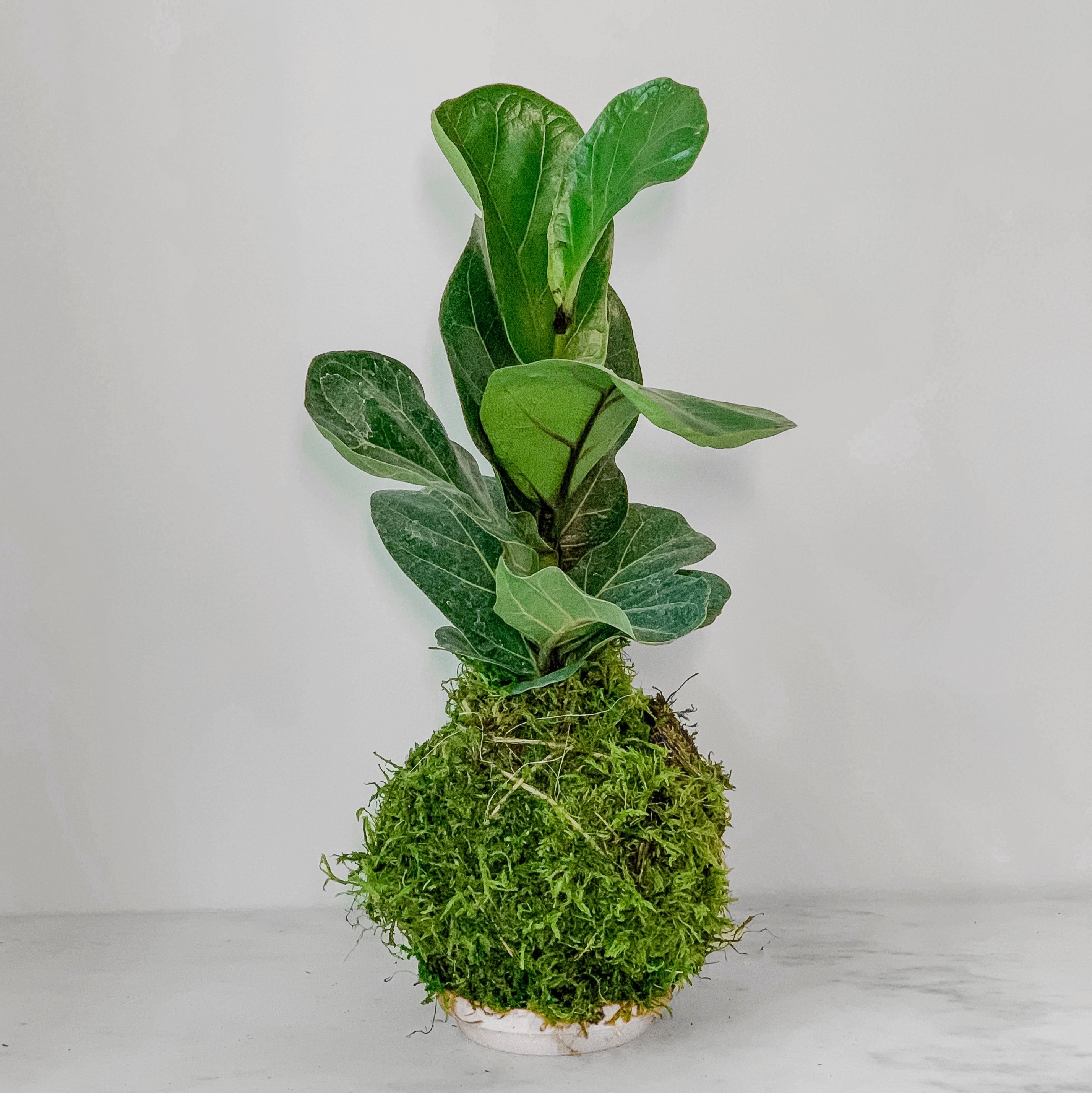 Fiddle Leaf Fig Kokedama