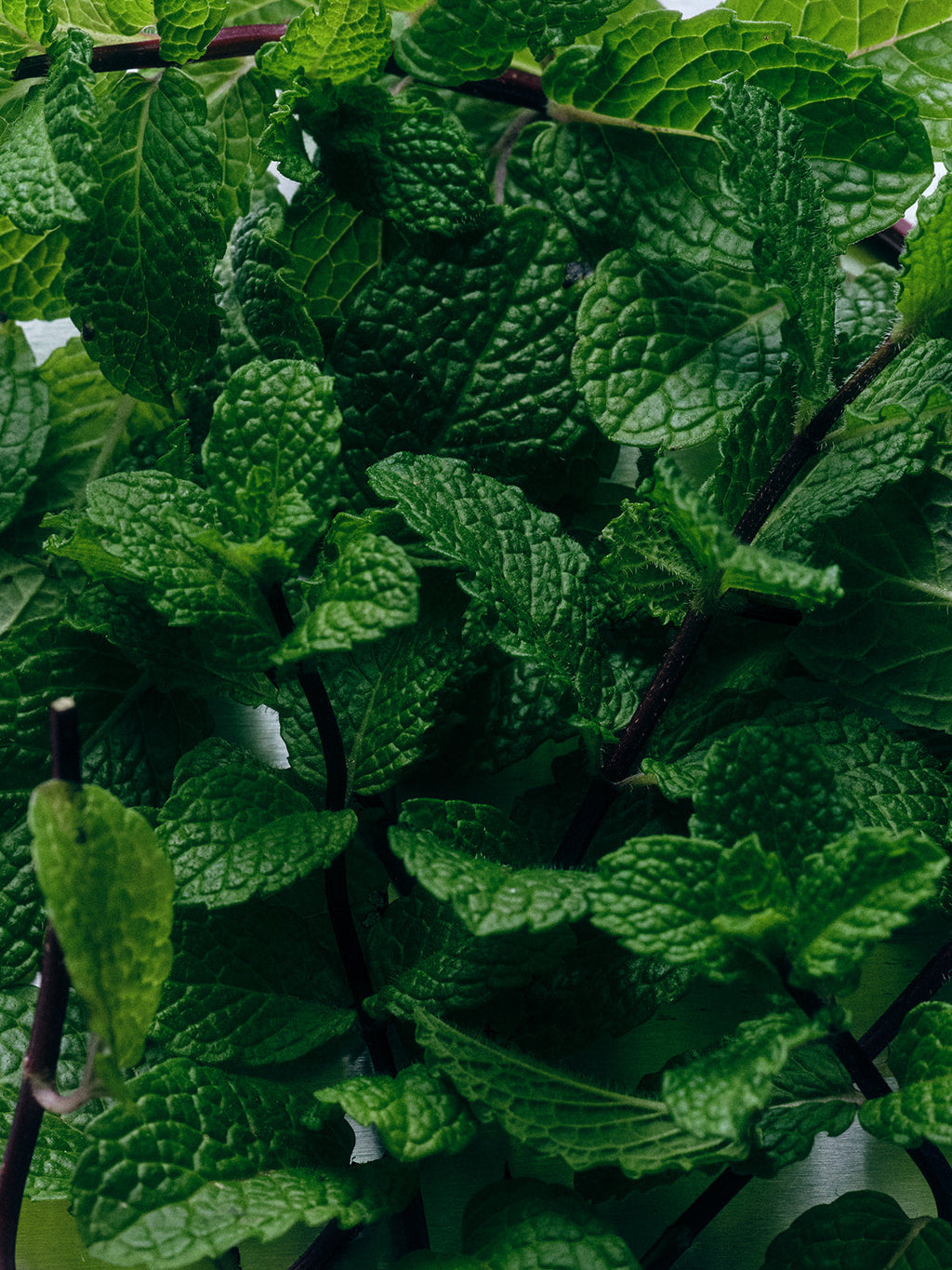 Exfoliating Peppermint Soap Brick