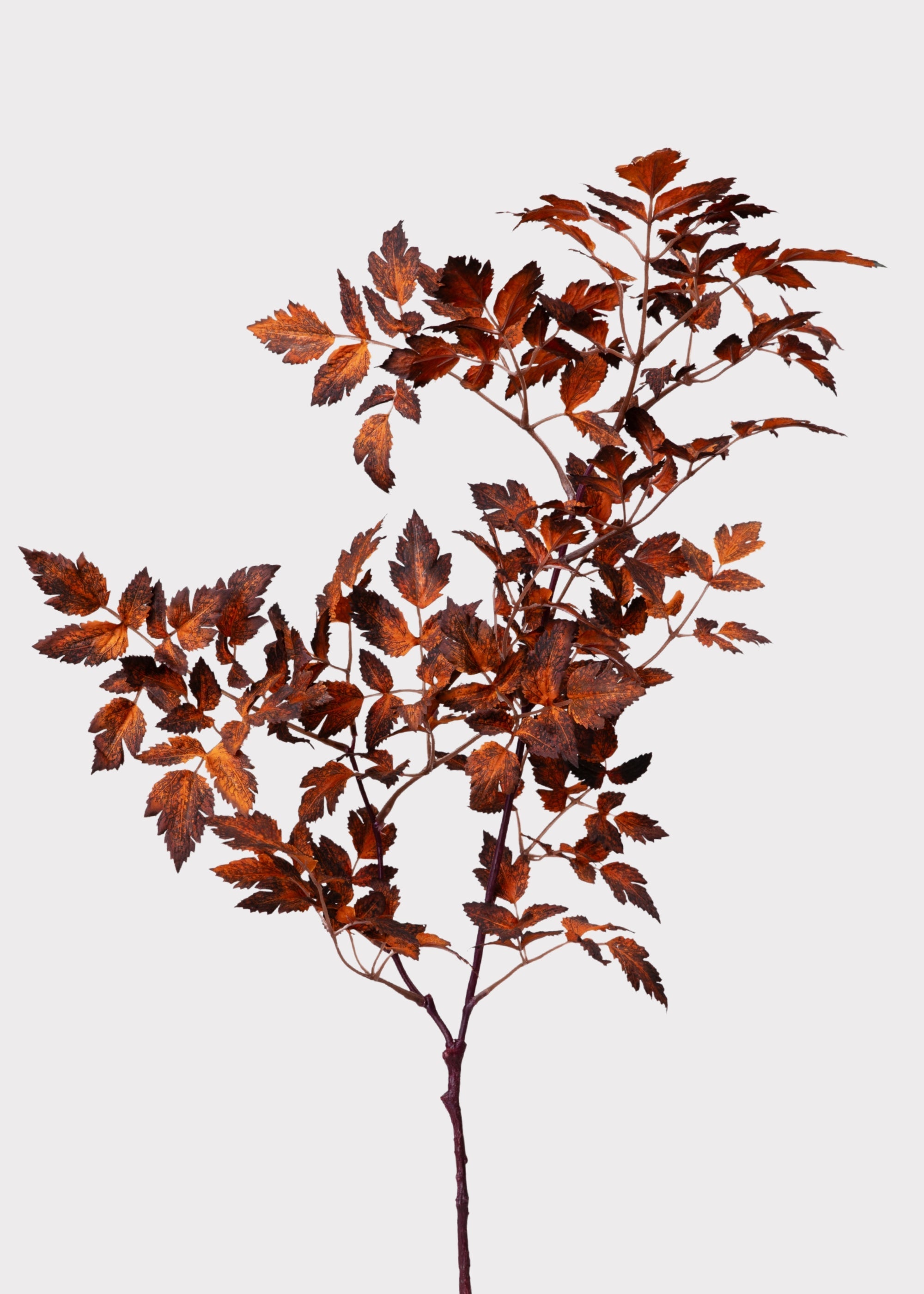 Afloral™ Faux Cimicifuga Leaf Spray in Brown - 31"